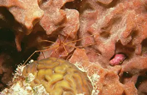Stenorhynchus: Arrow / Long-nosed Coral Crab