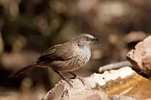 Marked: Arrow-marked Babbler - at bird drinking trough