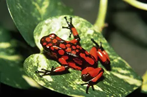 Histrionicus: Arrow-poison Frog