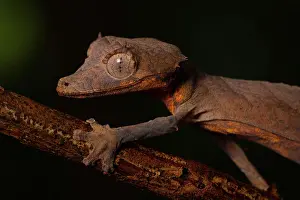 Arrow: Arrow-tailed gecko (Uroplatus ebenaui), female