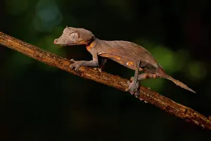 Arrow: Arrow-tailed gecko (Uroplatus ebenaui), female