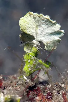 Attached: Arrowhead Crab using attached Halimeda algae as camouflage