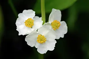 Arrowhead: Arrowhead - flowers of plant growing in garden pond