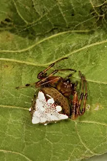 Weaver: Arrowhead Spider