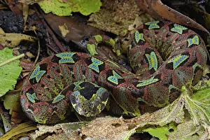 Bitis: Arrowhead Viper (Bitis nasicornis) Cameroon