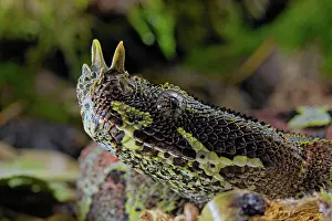 Bitis: Arrowhead Viper (Bitis nasicornis) Cameroon