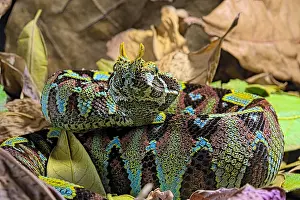 Mimicry: Arrowhead viper (Bitis nasicornis) on leaves