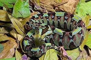 Mimicry: Arrowhead viper (Bitis nasicornis) on leaves