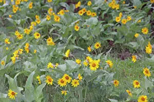 Arrowleaf: Arrowleaf Balsamroot
