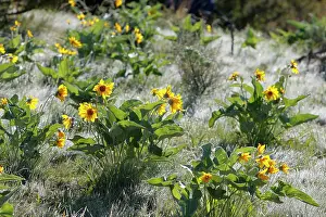 Arrowleaf: Arrowleaf Balsamroot