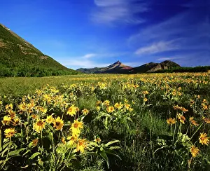 Waterton: Arrowleaf balsamroot covers the praire with