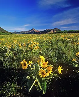 Waterton: Arrowleaf balsamroot wildflowers in Waterton