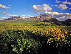 Waterton: Arrowleaf balsomroot wildflowers in Waterton