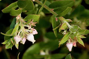 Arctostaphylos: Arroyo Cruz Manzanita