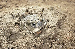 Anaxyrus: Arroyo Toad
