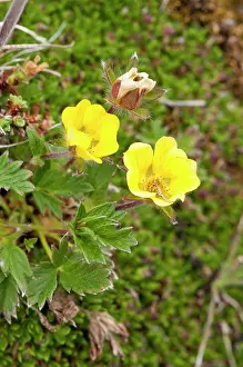 Potentilla: Artic Cinquefoil - growing on damp hill side