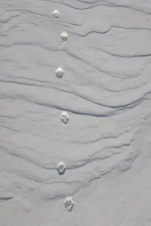 Track: Artic Fox track