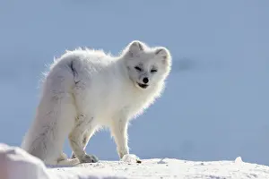 Canidae: Artic Fox Winter