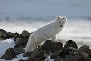 Canidae: Artic Fox Winter