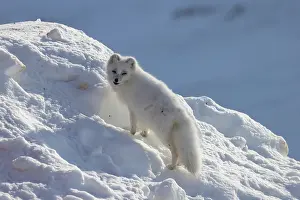 Canidae: Artic Fox Winter