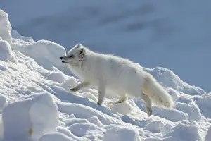 Canidae: Artic Fox Winter