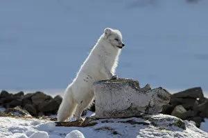 Canidae: Artic Fox Winter