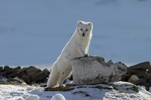 Canidae: Artic Fox Winter