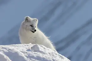 Canidae: Artic Fox Winter
