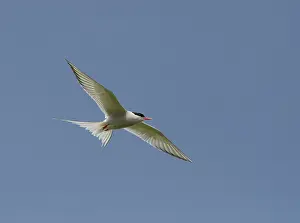 Sized: Artic Tern - in flight - Summer