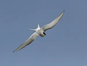 Sized: Artic Tern - in flight - Summer