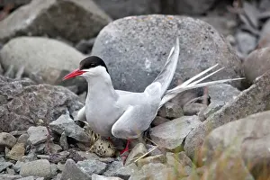 Brooding: Artic Tern on nest