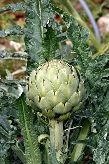 Artichoke: Artichoke