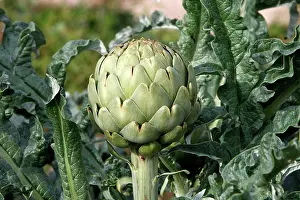 Artichoke: Artichoke