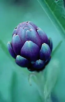 Artichoke: Artichoke