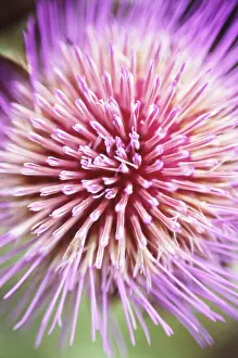 Artichoke: Artichoke