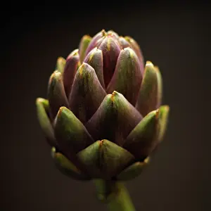 Artichoke: Artichoke