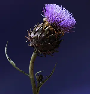 Artichoke: Artichoke