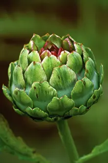 Artichoke: Artichoke