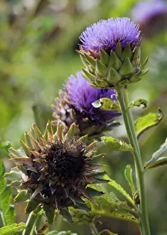 Artichoke: Artichoke