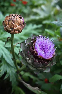 Artichoke: Artichoke