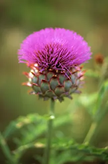 Artichoke: Artichoke