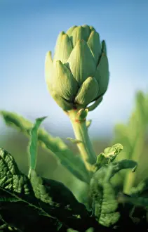 Artichoke: Artichoke