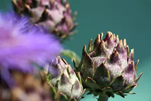 Artichoke: Artichoke