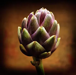 Artichoke: Artichoke