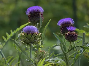 Artichoke: Artichoke