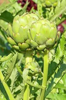 Cycle: Artichoke, Cynara scolymus
