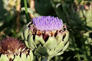 Artichoke: Artichoke - flower