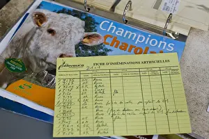 Controls: Artificial insemination form for cows France