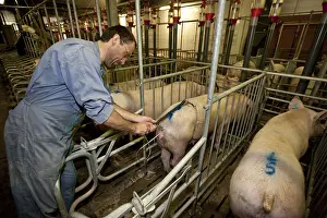 Lanes: Artificial insemination of a sow in a pigsty France