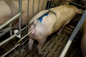 Backs: Artificial insemination of a sow in a pigsty France